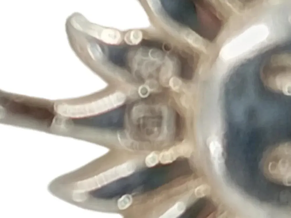 Charms>Thomas Sabo Charm silberfarben